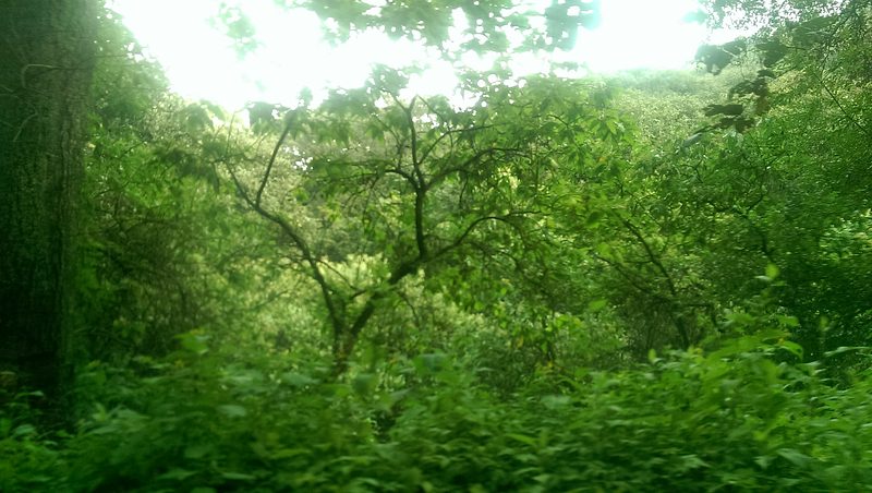 Bosque de encinos en la subida a las Peñas de Dexcaní, Peñas de Dexcaní Alto, Estado de México