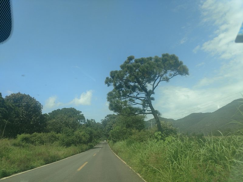 Camino de montaña entre pinos y encinos cerca de la Ermita de San Rafael, Jalisco