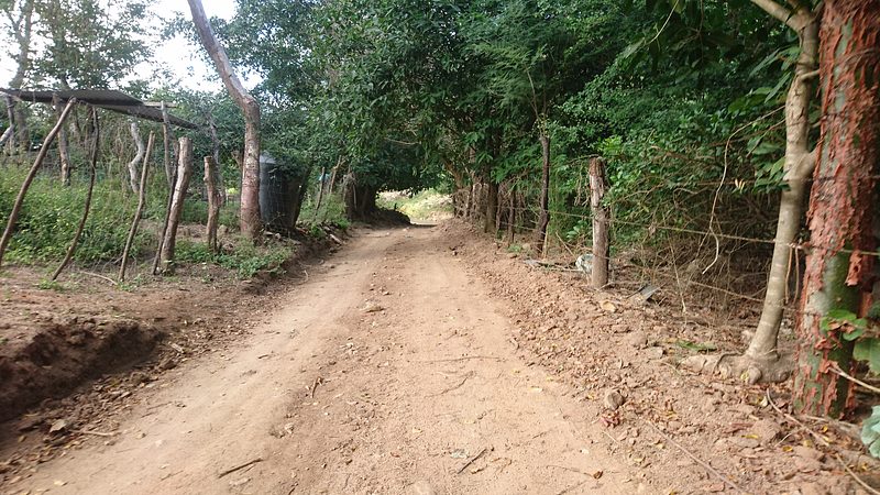 Camino de terracería entre el monte rumbo a Playa Pátzcuaro, Nayarit