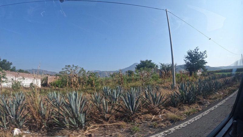Campos de agave y el volcán Ceboruco cerca de las Tinajas de Santa Isabel, Nayarit