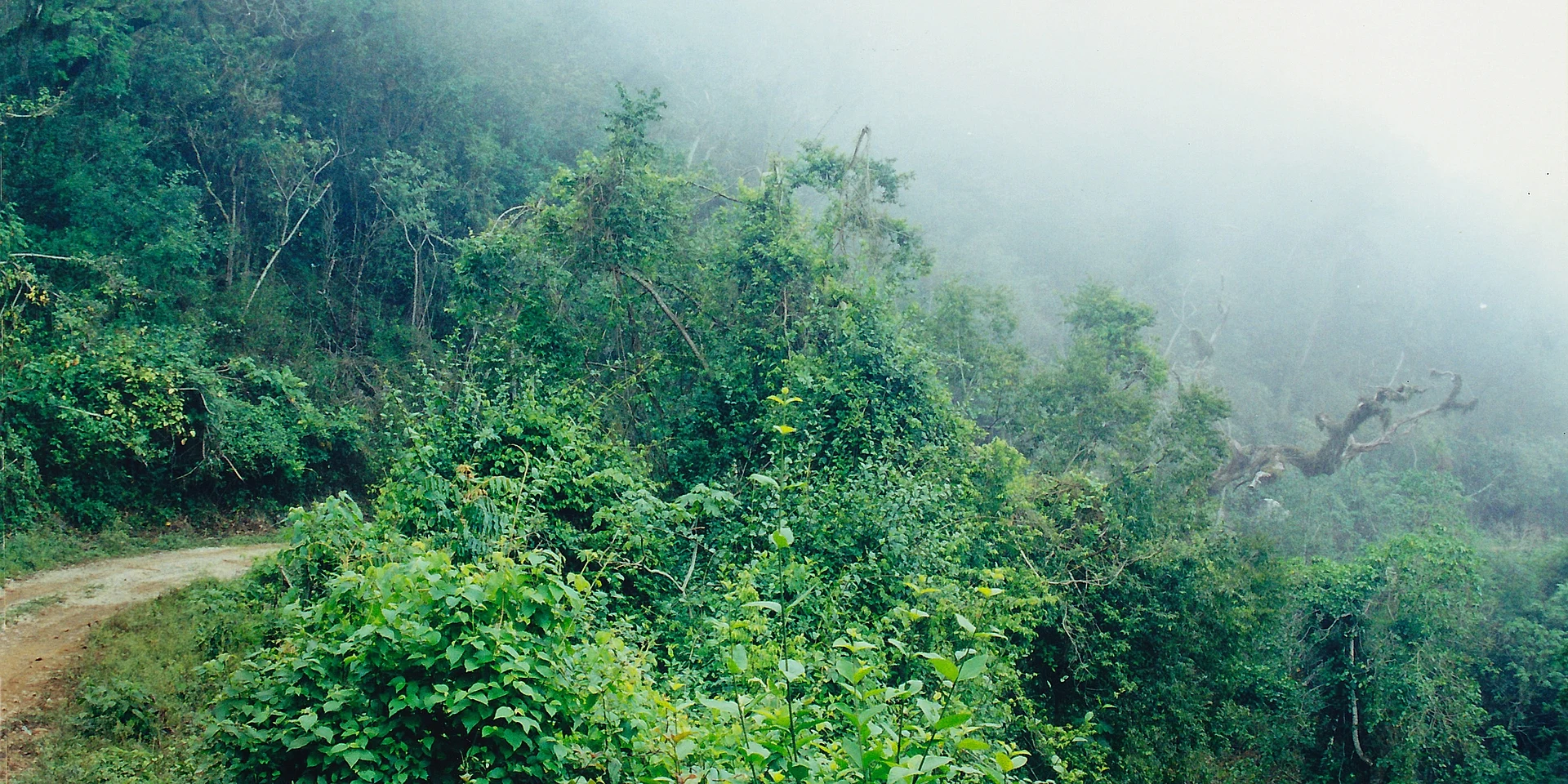 Un camino de terracería que sube entre el bosque de niebla de la Reserva de la Biosfera El Cielo, arriba de Gómez Farías, Tamaulipas
