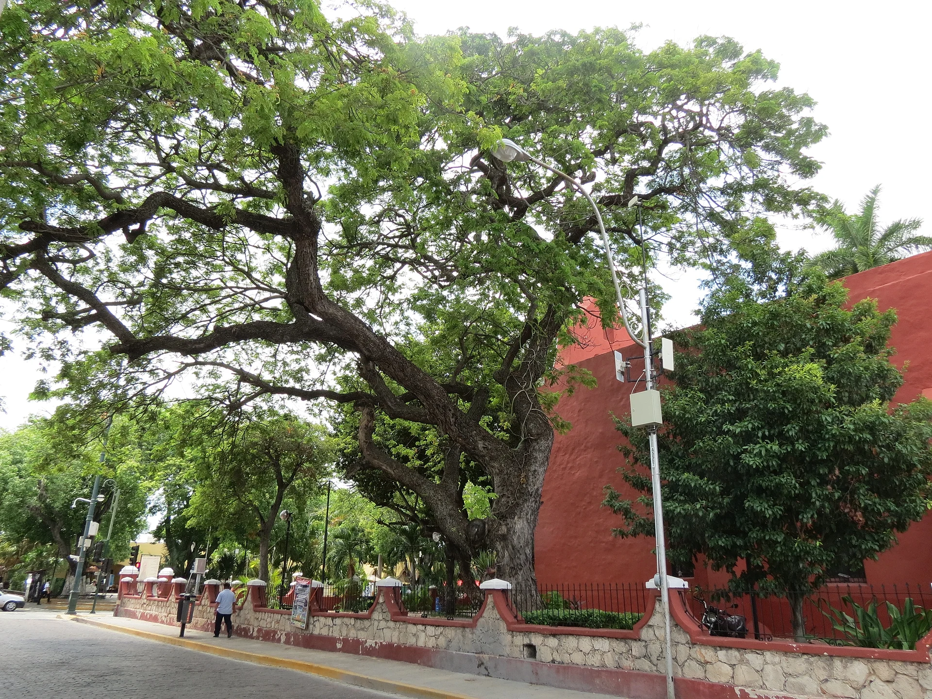El muro lateral rojo de la iglesia de Santa Lucía bajo un enorme árbol, Yucatán