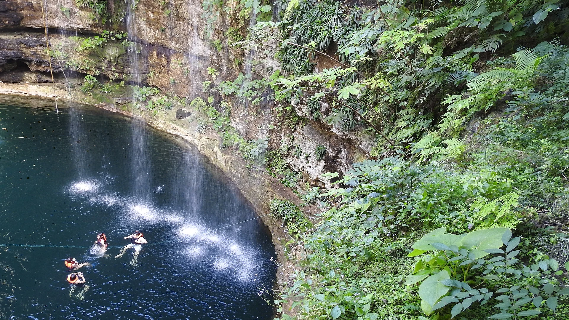 Swimmers in the round, open Cenote Saamal, its walls covered in plants and hanging roots, Yucatán