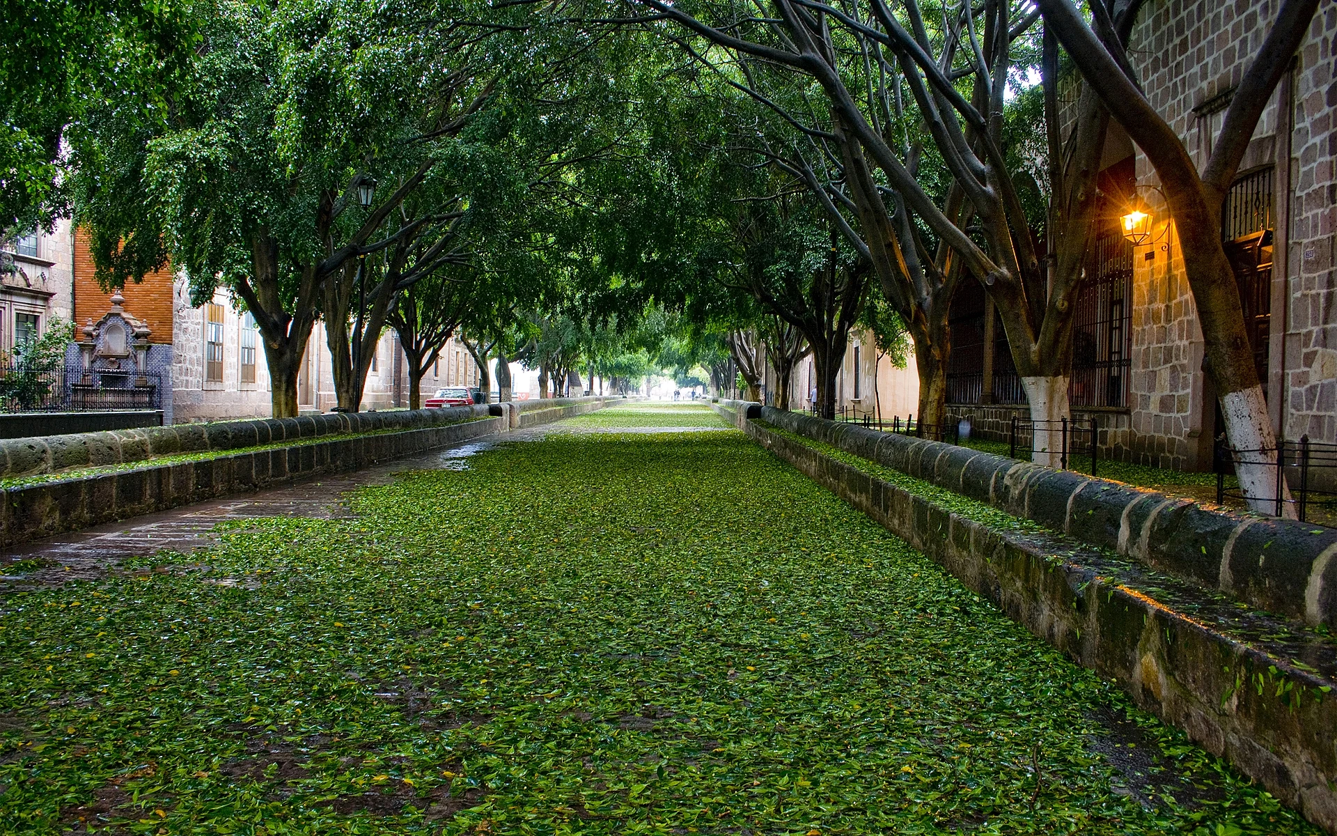 The Calzada Fray Antonio de San Miguel under its ash trees, the paving carpeted with leaves, Calzada Fray Antonio de San Miguel and Fuente de las Tarascas, Michoacán