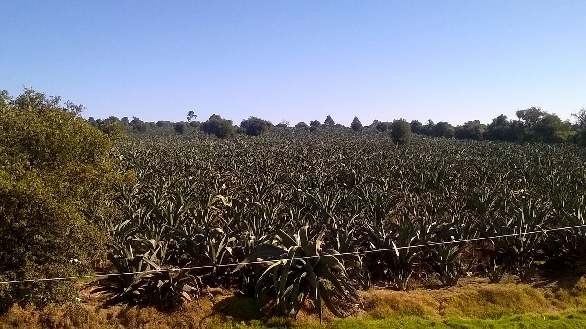 Cultivo de maguey pulquero en el municipio de Nanacamilpa, Domingo Arenas, Tlaxcala
