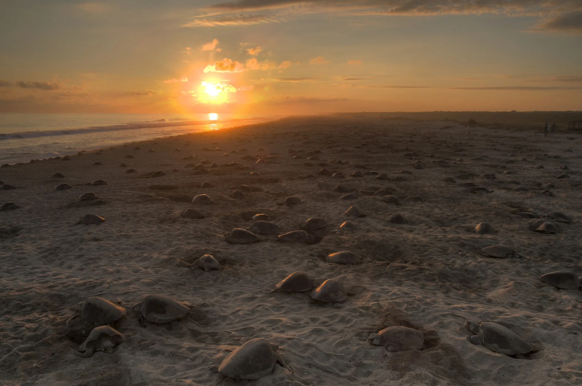 Decenas de tortugas golfinas anidando en Playa Escobilla al atardecer, Oaxaca
