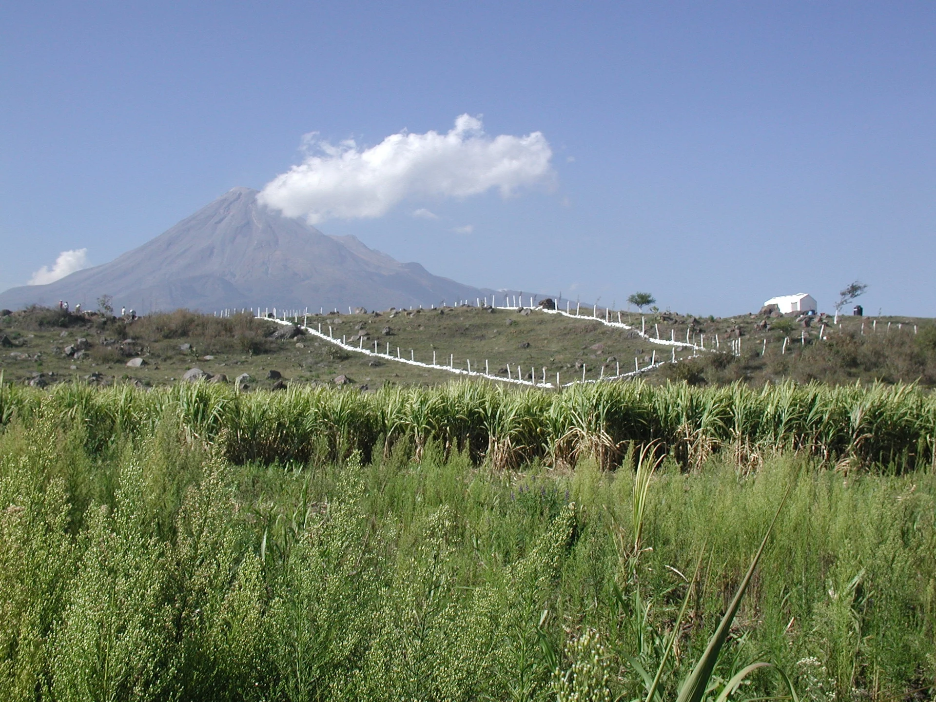 Sugarcane field outside Quesería with the Colima volcano behind