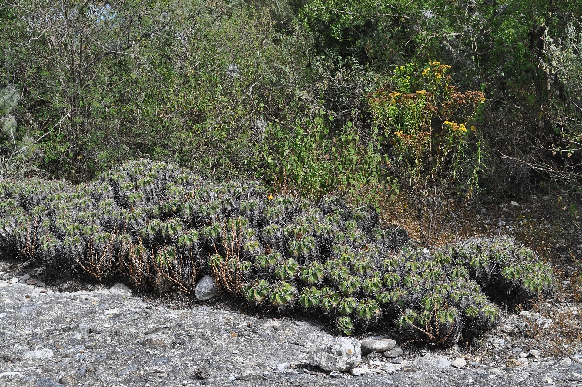 Primera Secc, Azumbilla, Pue., Mexico, Puebla
