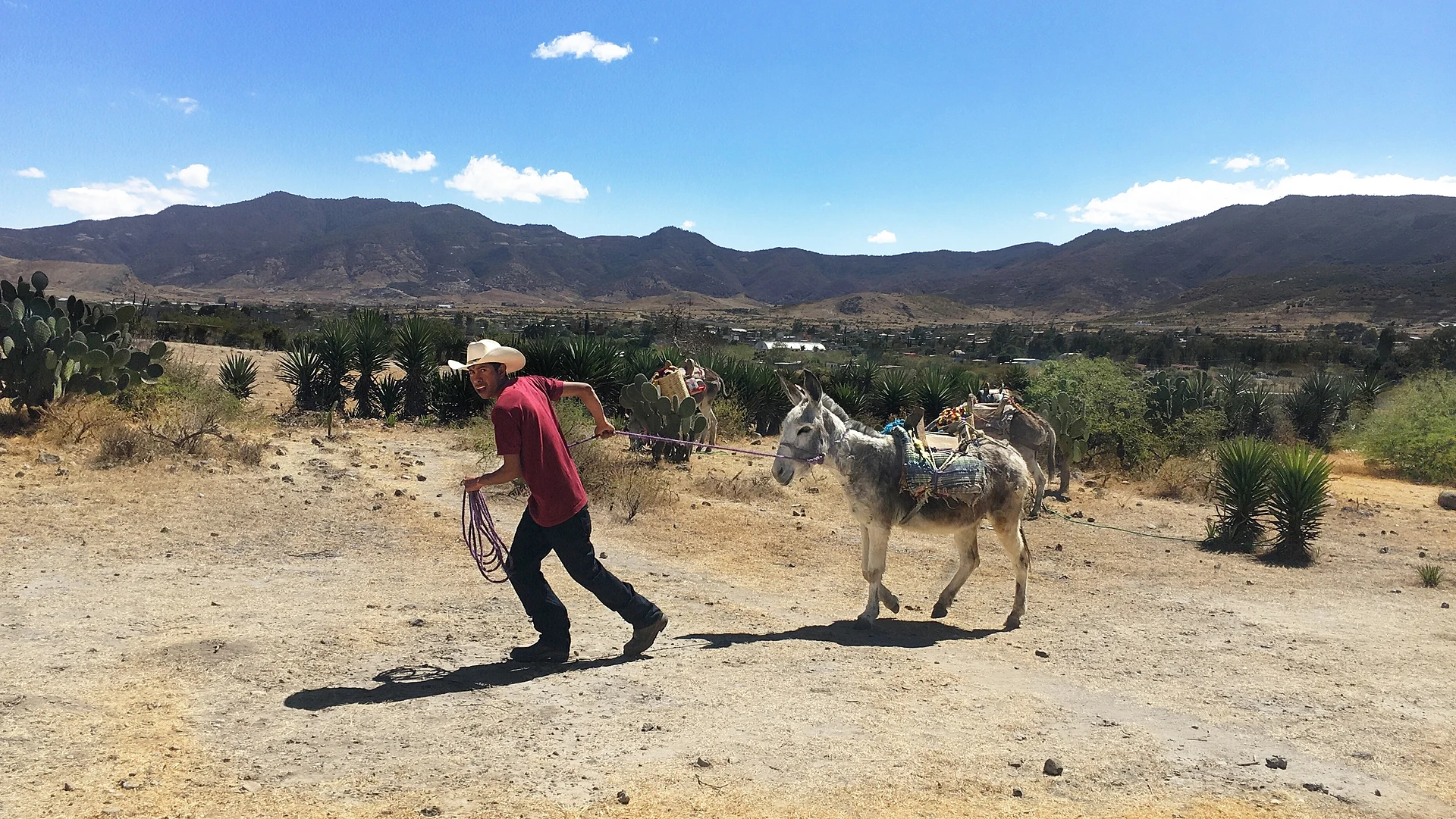 Arriero en un camino de Santiago Matatlán, Oaxaca