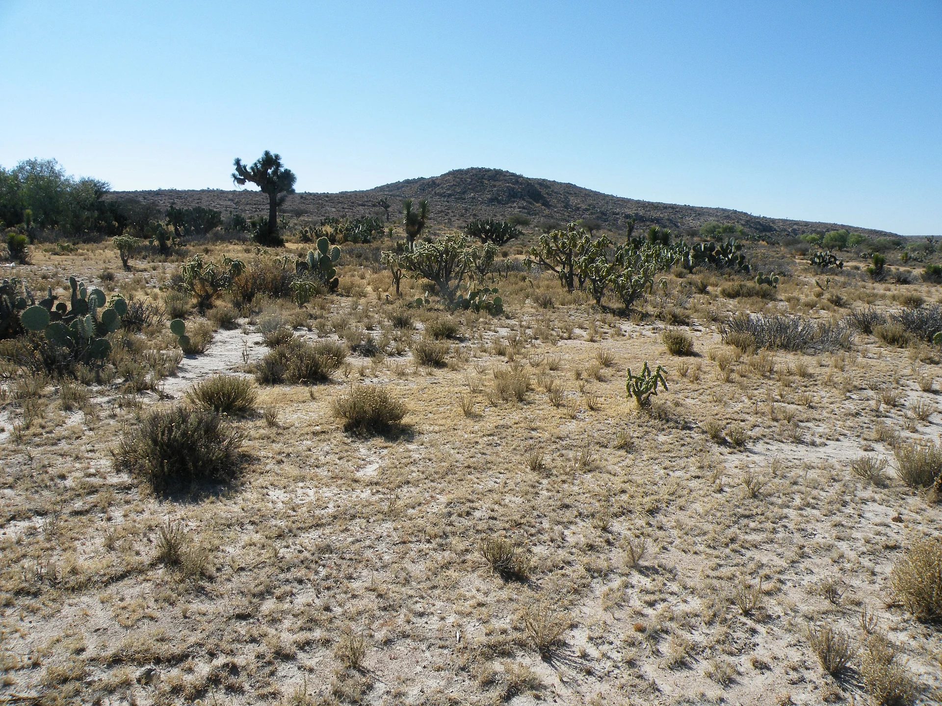 Llano seco con yucas y nopales bajo un cielo despejado cerca de Villa de Arriaga, con un cerro bajo y pedregoso al fondo, San Luis Potosí