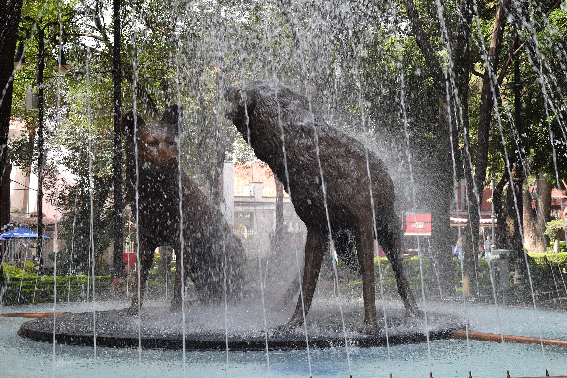 The fountain with two bronze coyotes in Jardín Centenario, Coyoacán, Ciudad de México