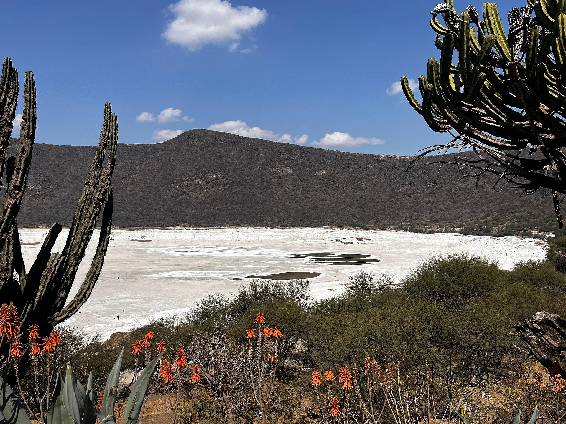 White salt flat on the floor of the Rincón de Parangueo crater, with cacti in front, Guanajuato