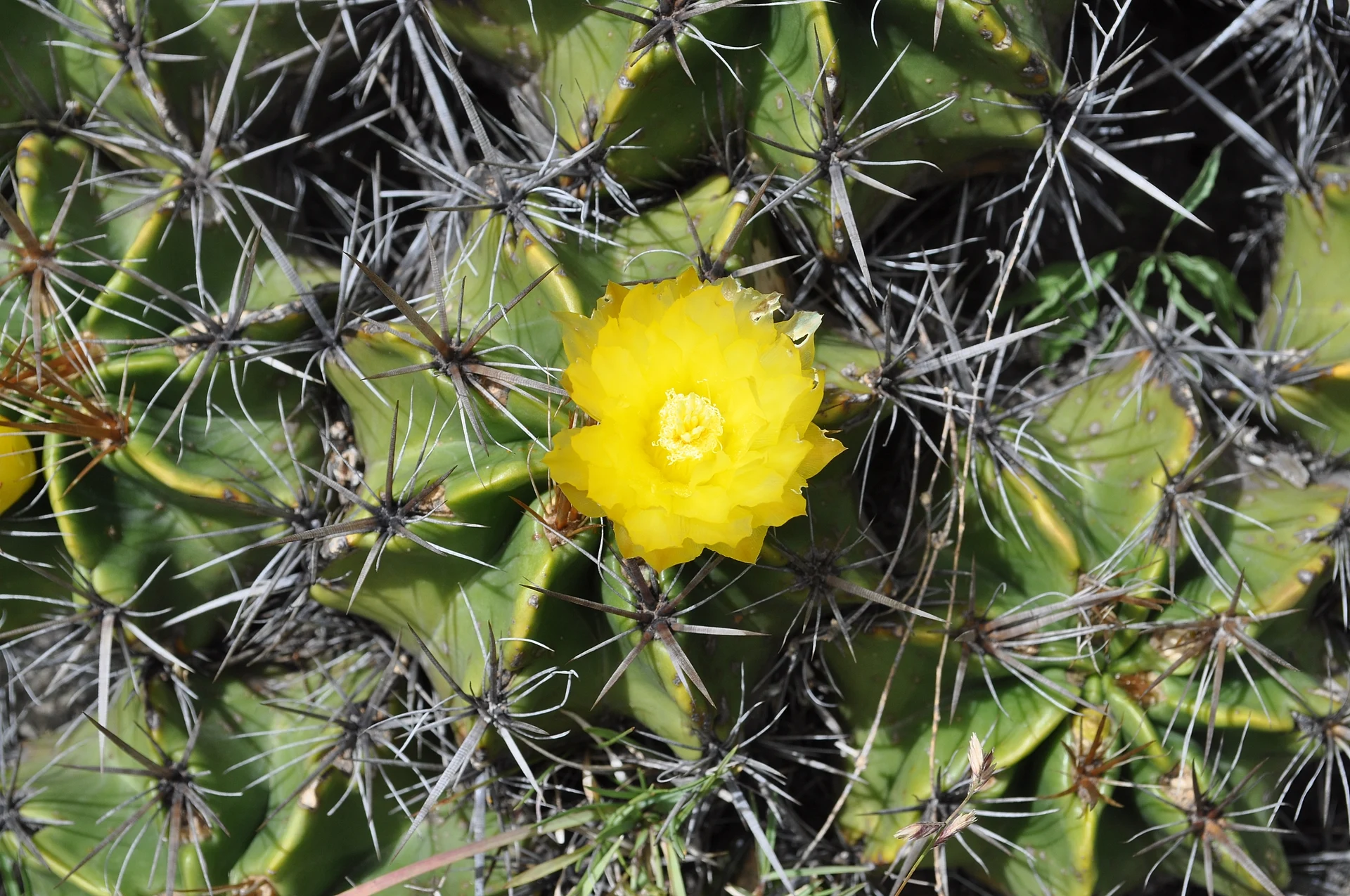 Chapulco, Pue., Mexico, Puebla