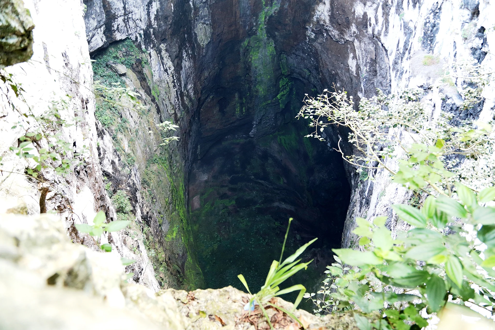 Paredes cubiertas de plantas que caen al Sótano de las Huahuas, San Luis Potosí