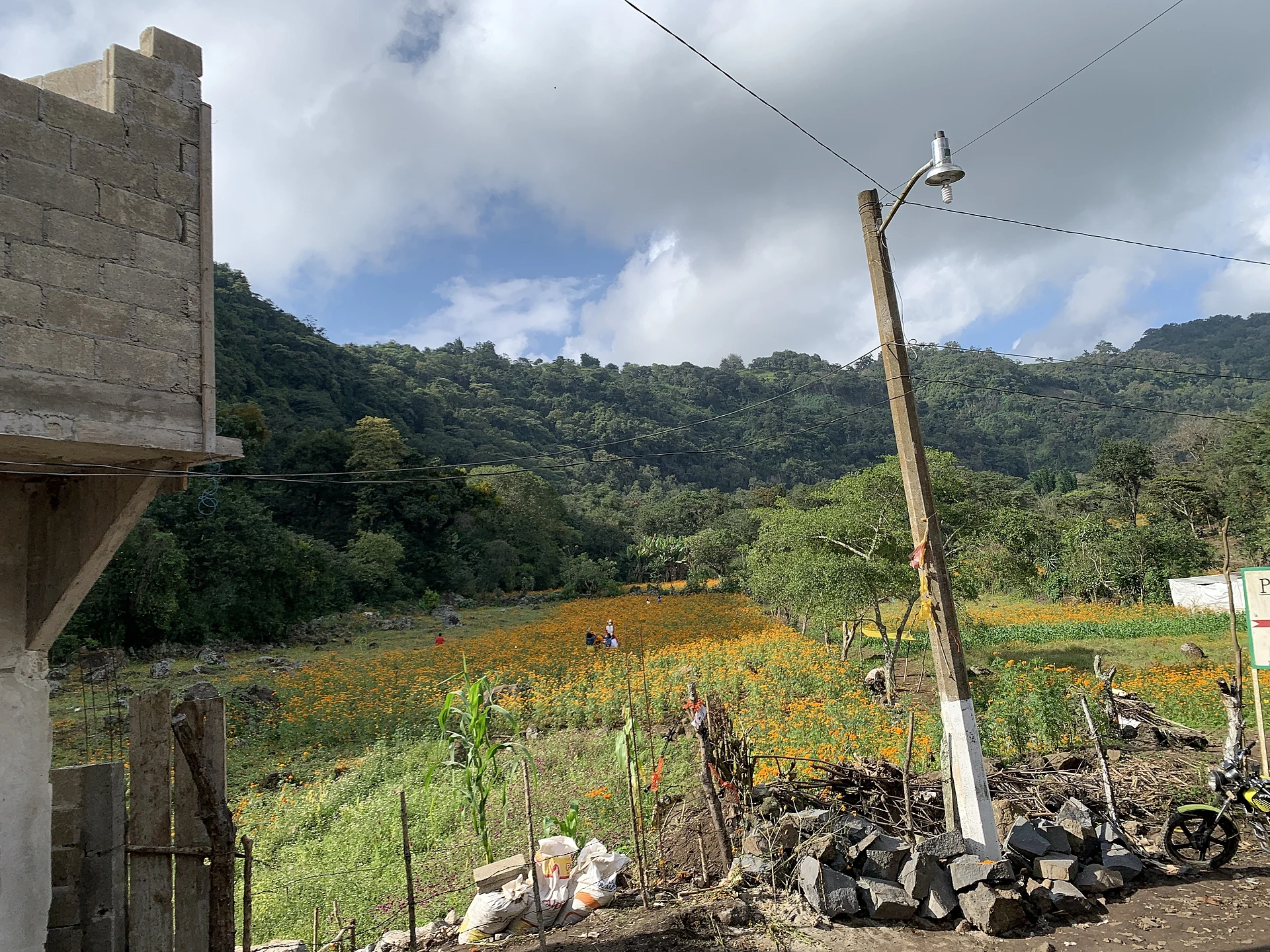 Campo de Cempasuchil en San Pablo Coapan, Veracruz